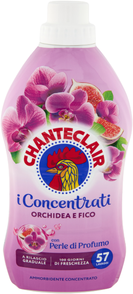 Chanteclair Am Orchidea